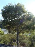 Quercus ilex